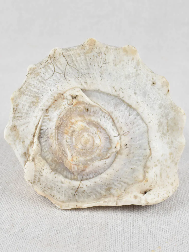 19th-century carved cameo conch shell 5½"