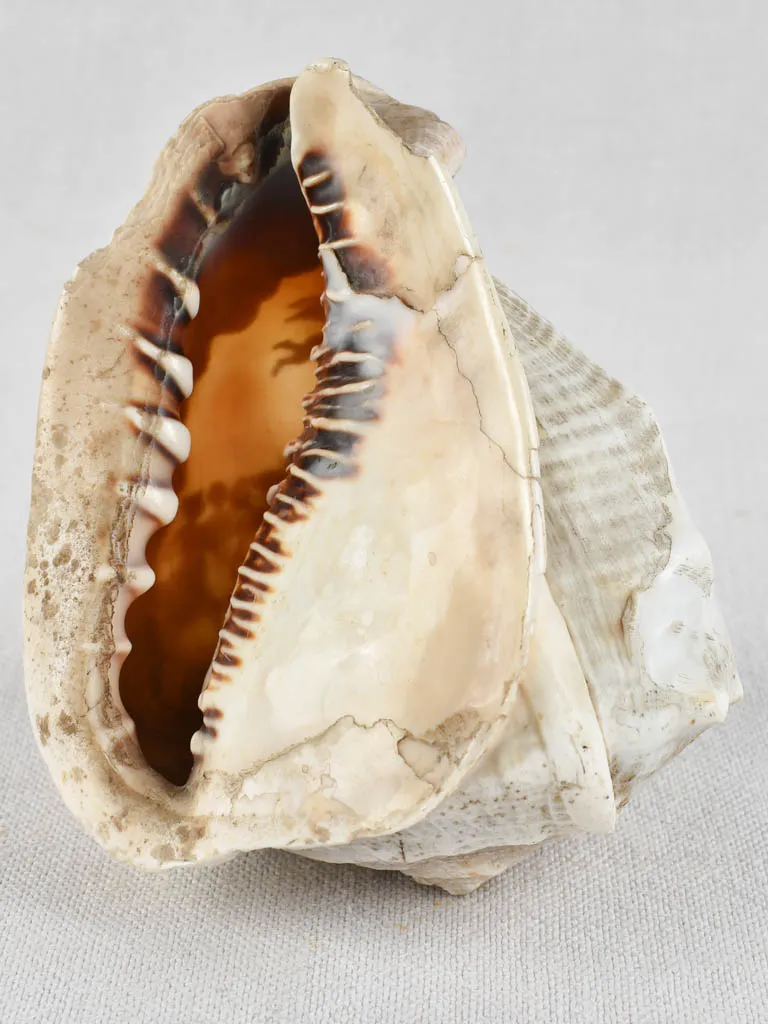19th-century carved cameo conch shell 5½"