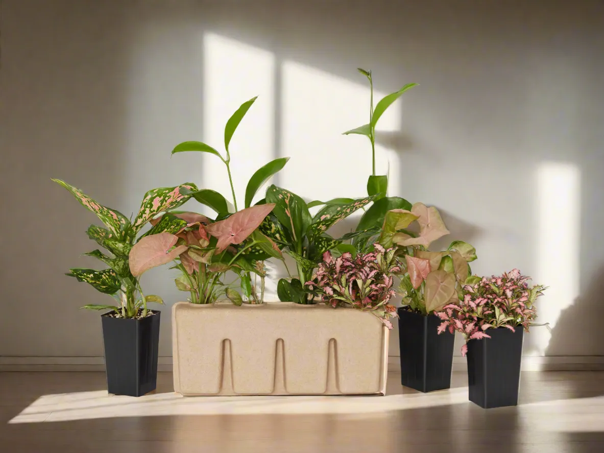 4 Plants   4 Sustee Bundle Save $20.90