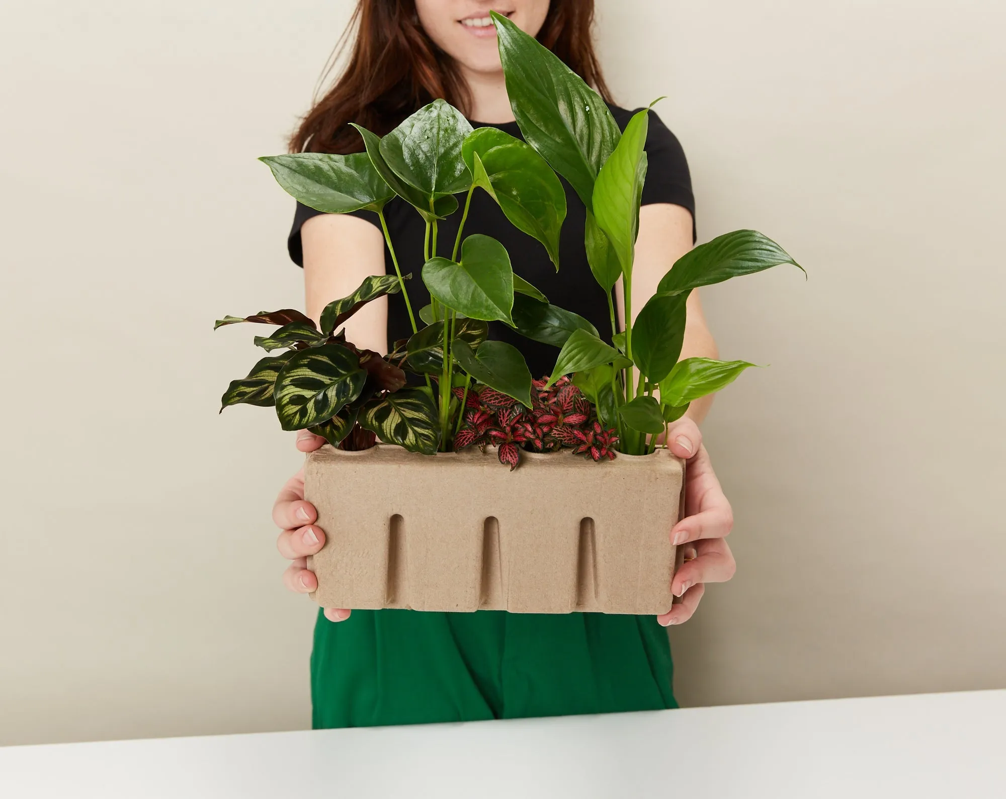 4 Plants   4 Sustee Bundle Save $20.90