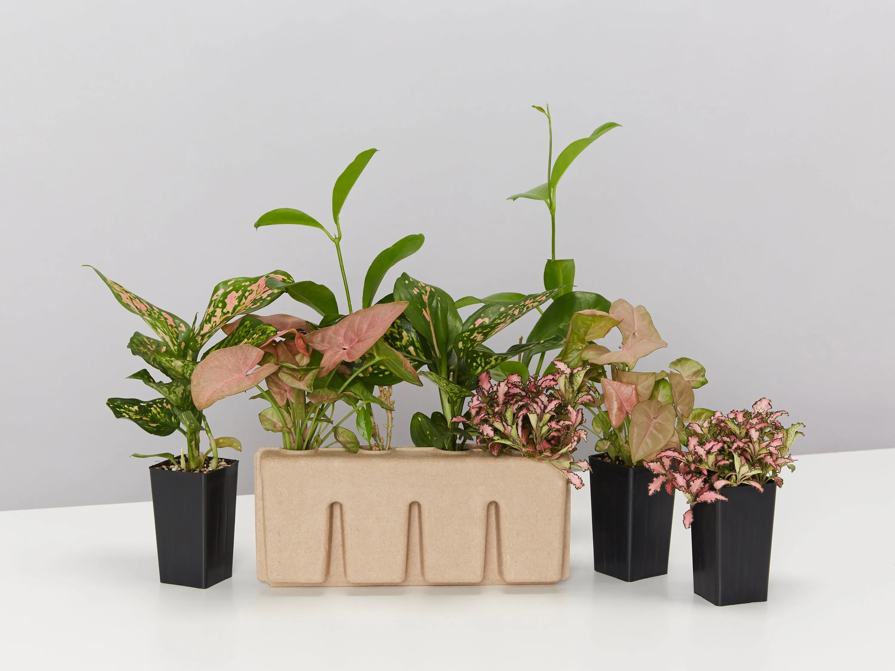 4 Plants   4 Sustee Bundle Save $20.90