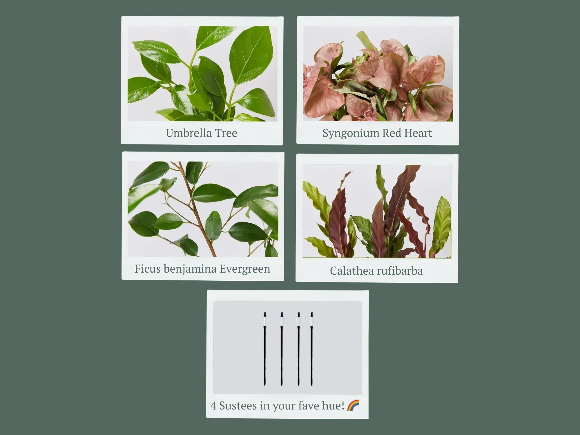 4 Plants   4 Sustee Bundle Save $20.90