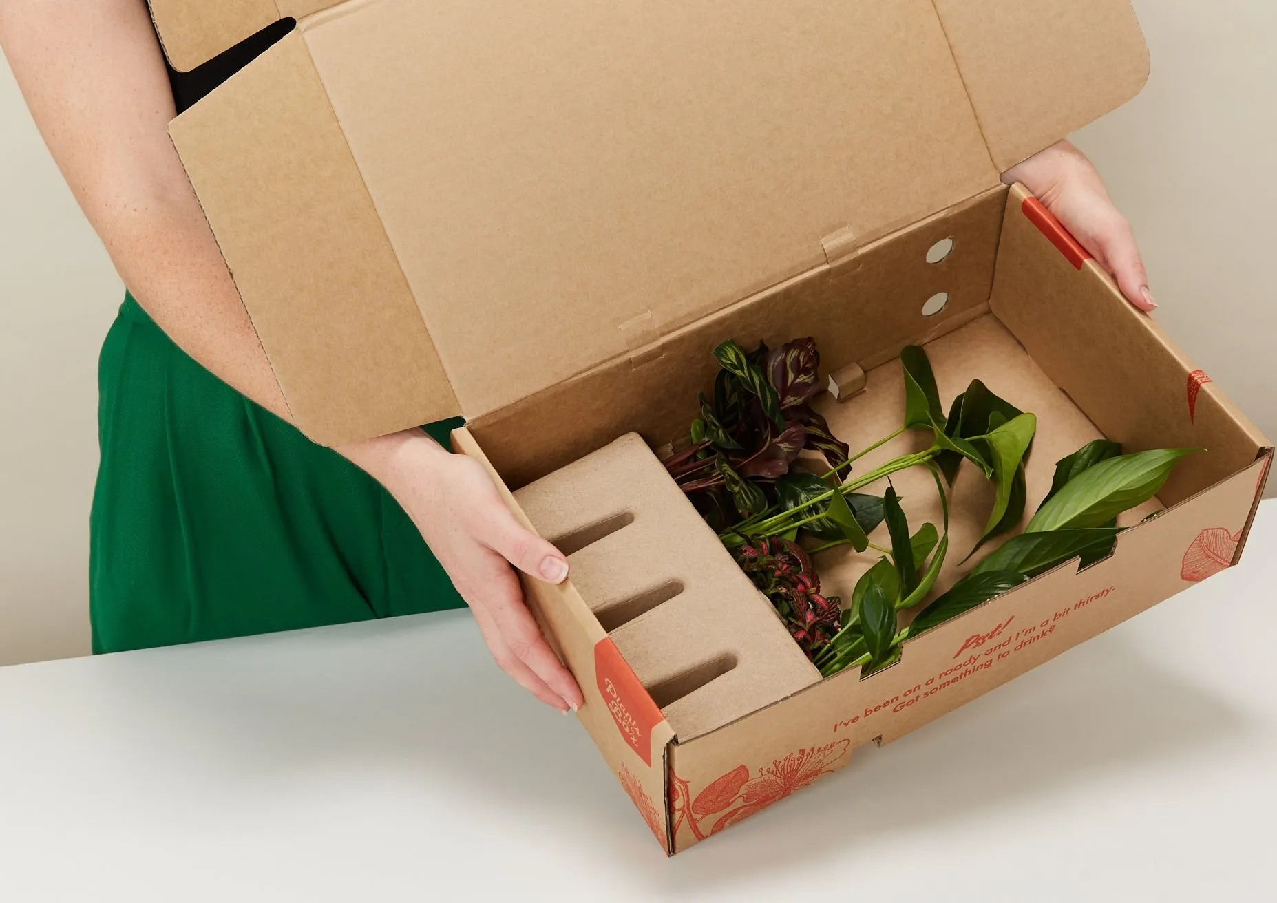 4 Plants   4 Sustee Bundle Save $20.90