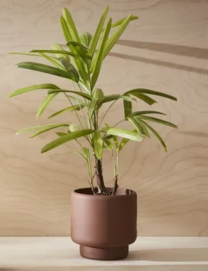 Aaron Probyn Botany Coloured Porcelain Planter (Large) - Terracotta