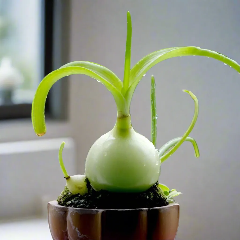 Albuca bracteata (pregnant onion)