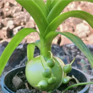Albuca bracteata (pregnant onion)