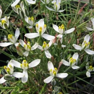 Albuca Humilis plant