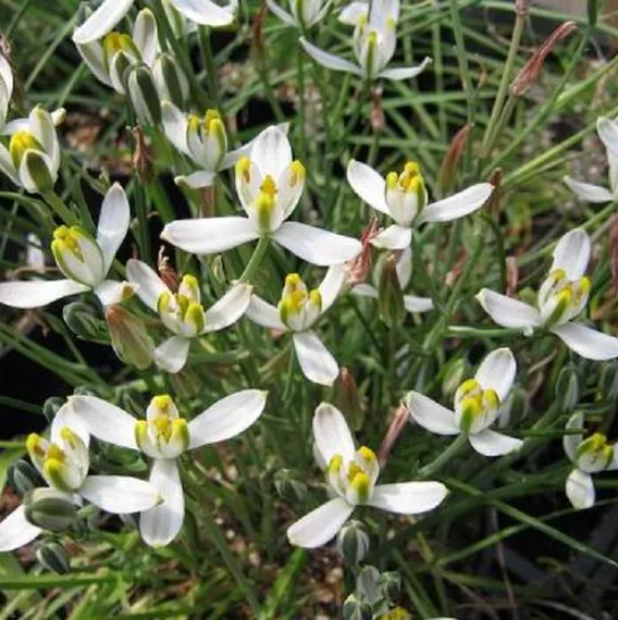 Albuca Humilis plant