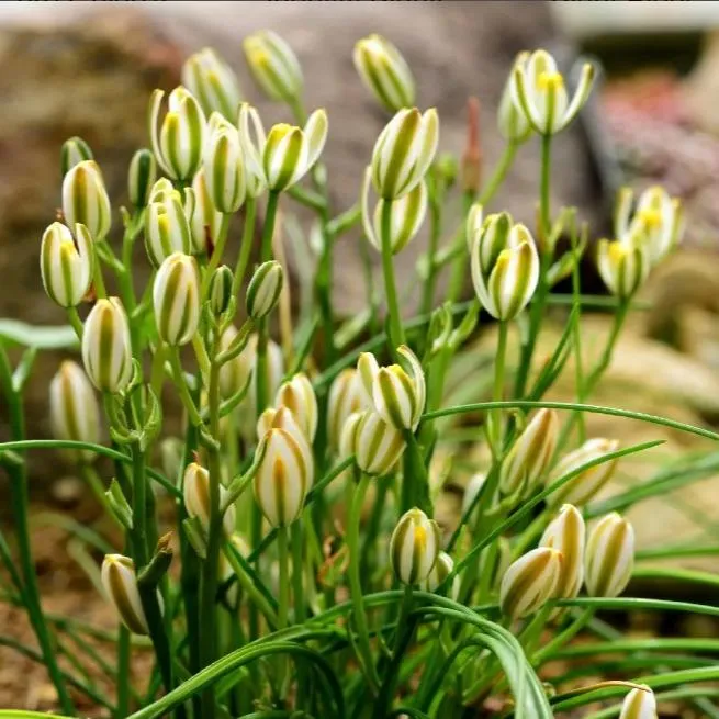 Albuca Humilis plant