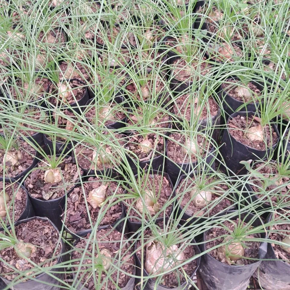 Albuca Humilis plant