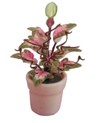 Caladium W/Bud in Ceramic Pot