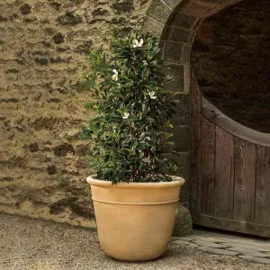 Campania International Carema Extra Large Planter
