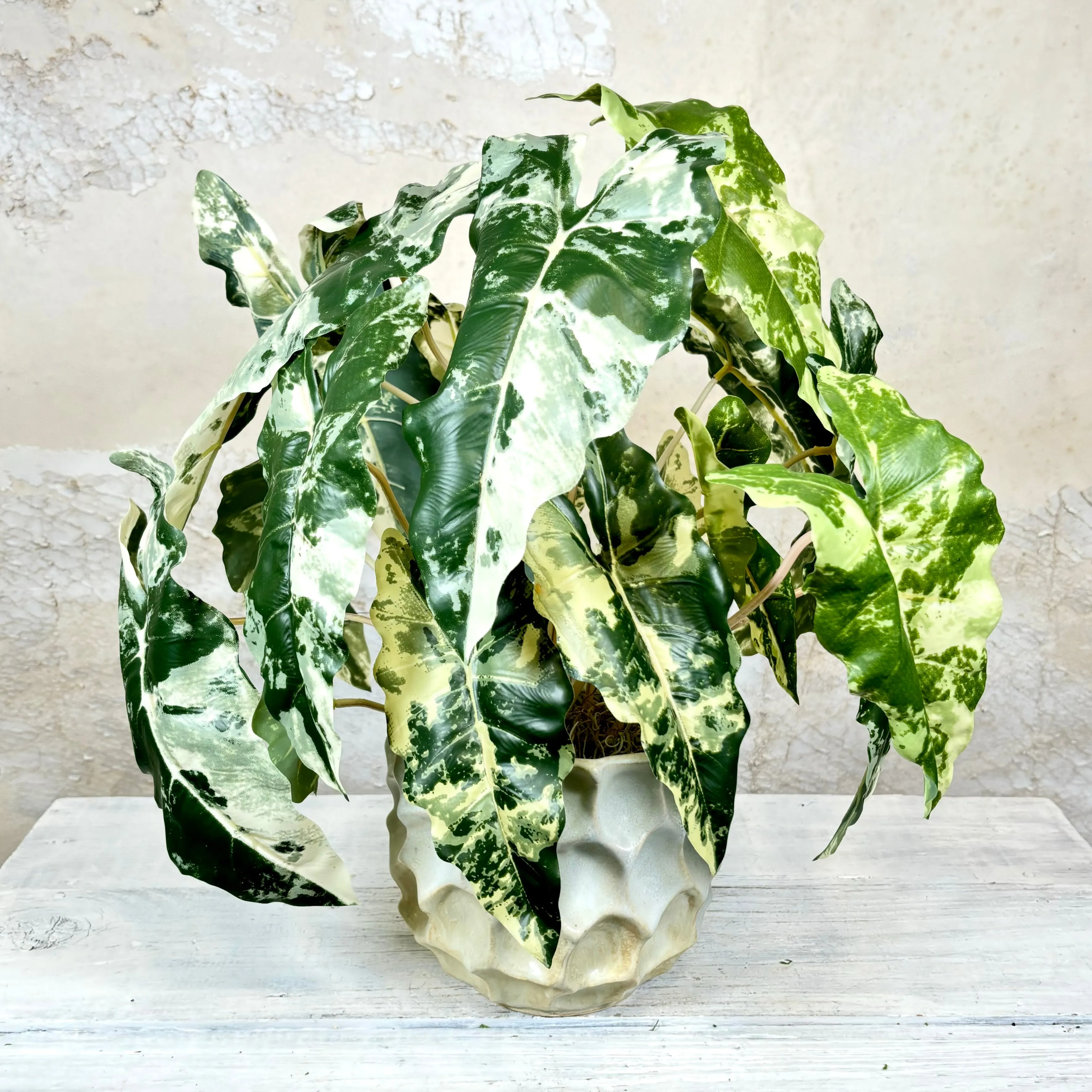 Colocasia Round Drop In