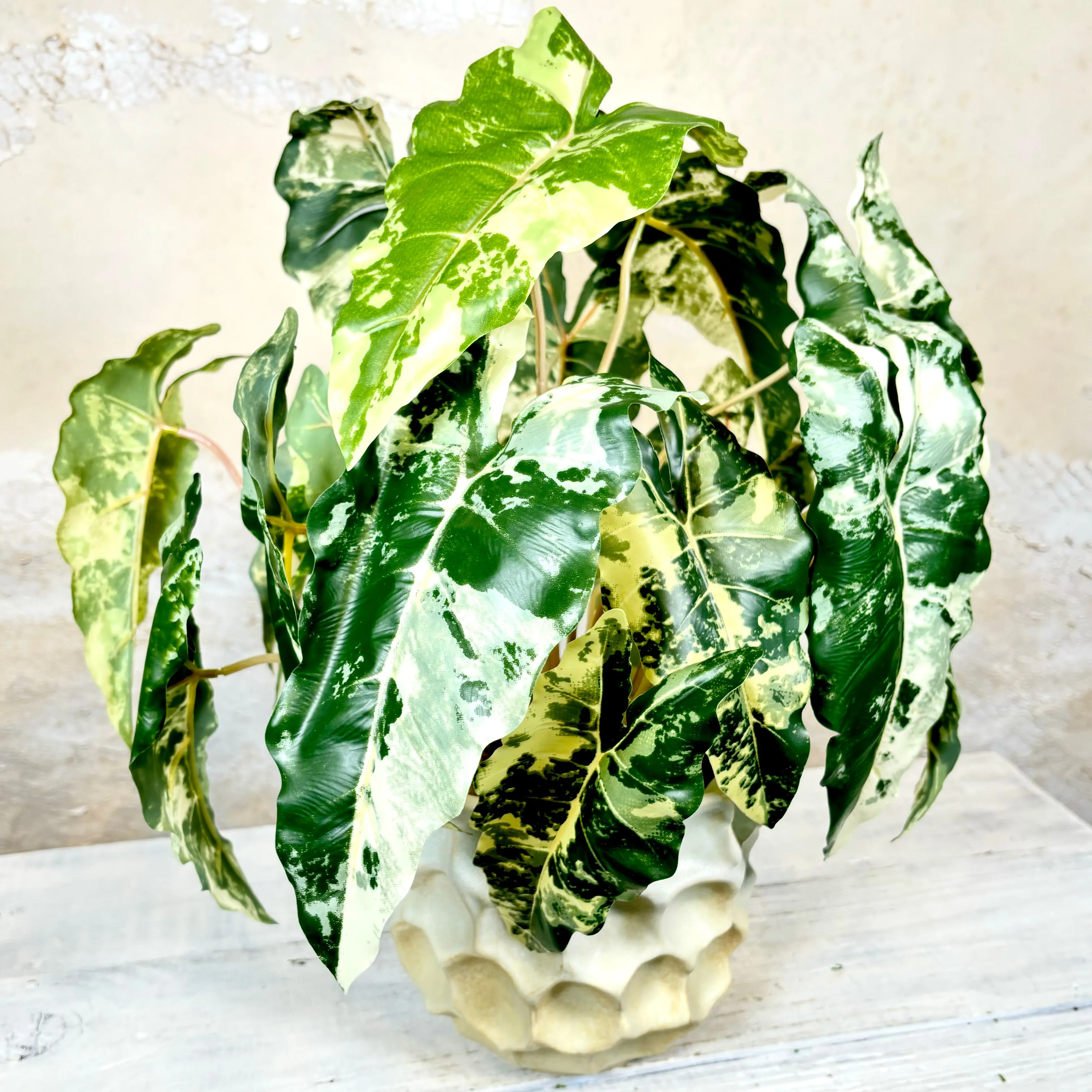 Colocasia Round Drop In