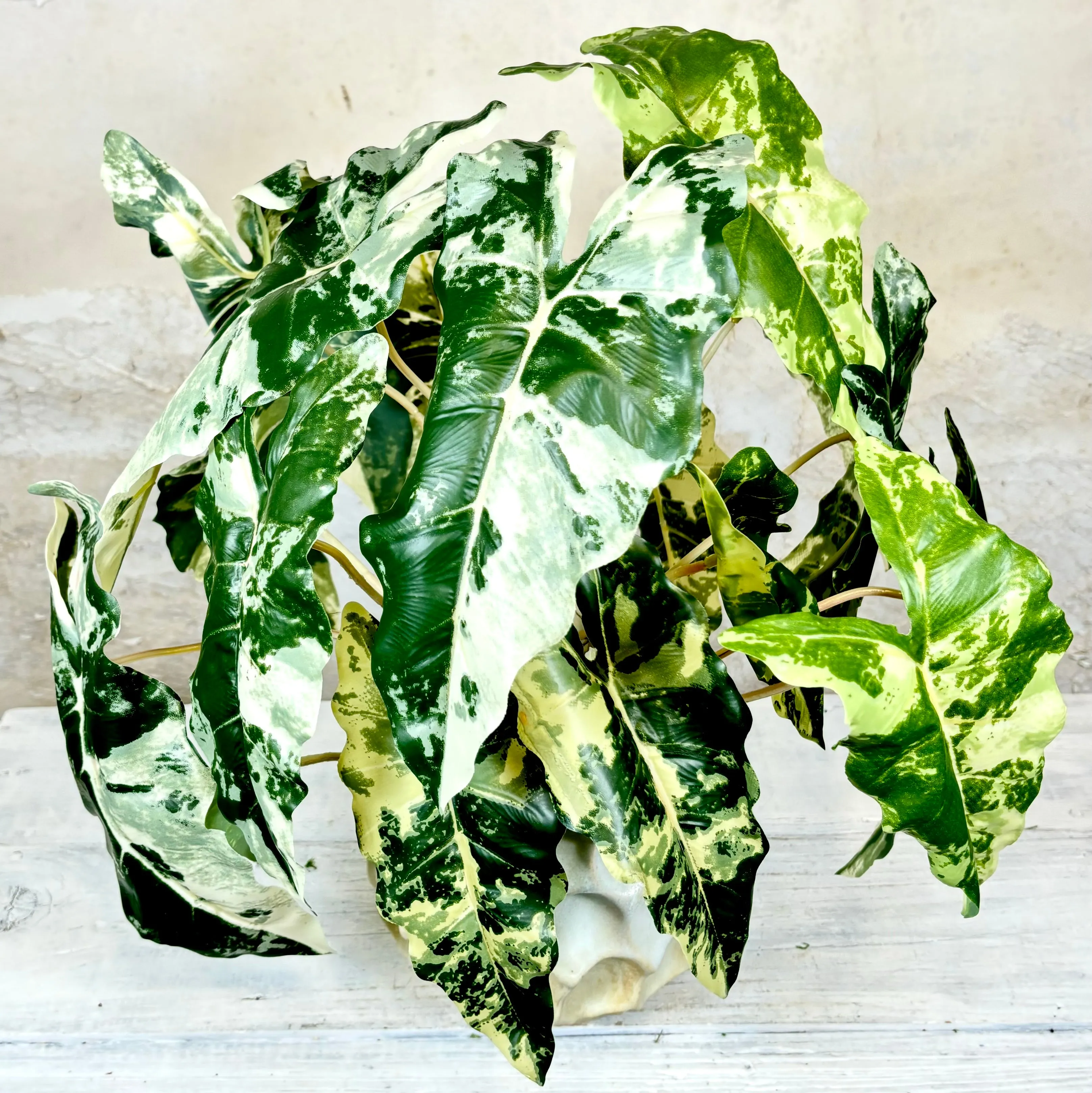 Colocasia Round Drop In