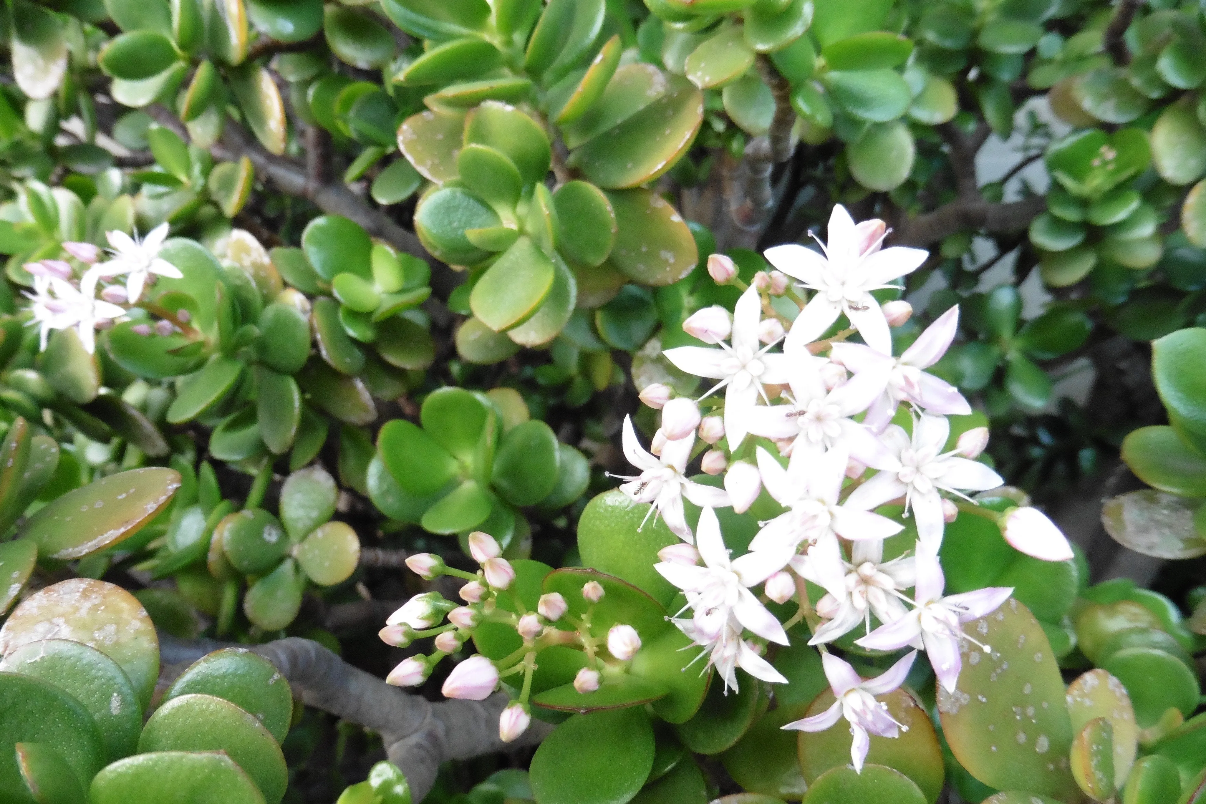 Crassula ovata compacta