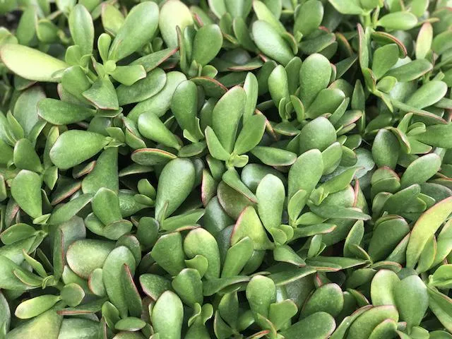 Crassula ovata compacta