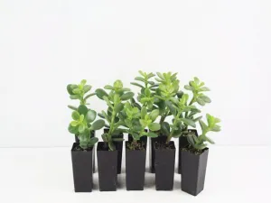 Crassula ovata compacta