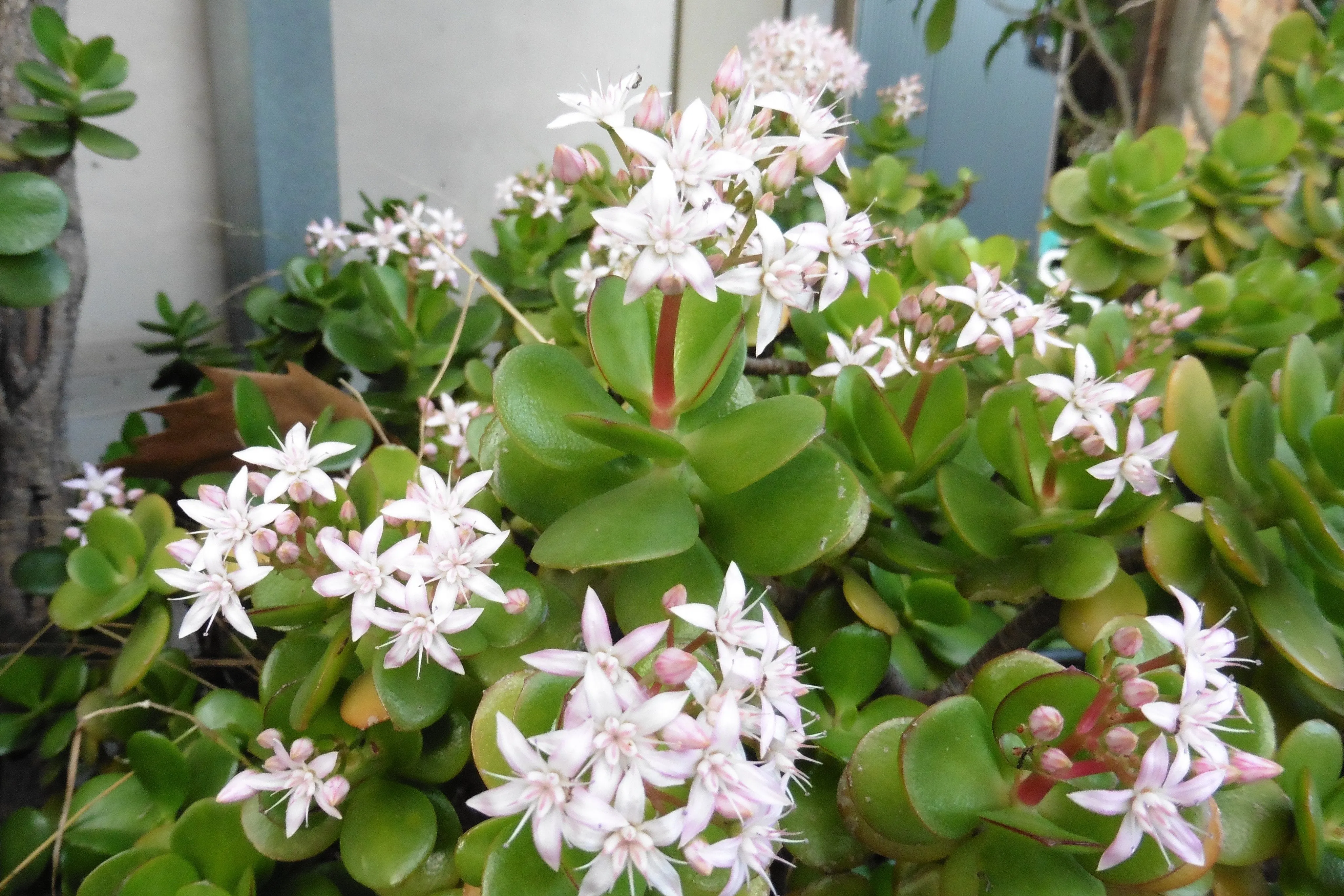 Crassula ovata compacta