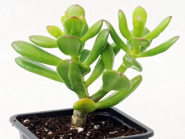 Crassula ovata compacta