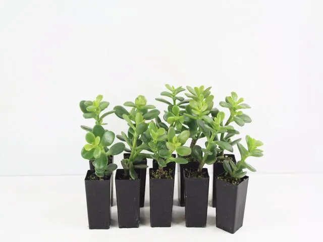 Crassula ovata compacta