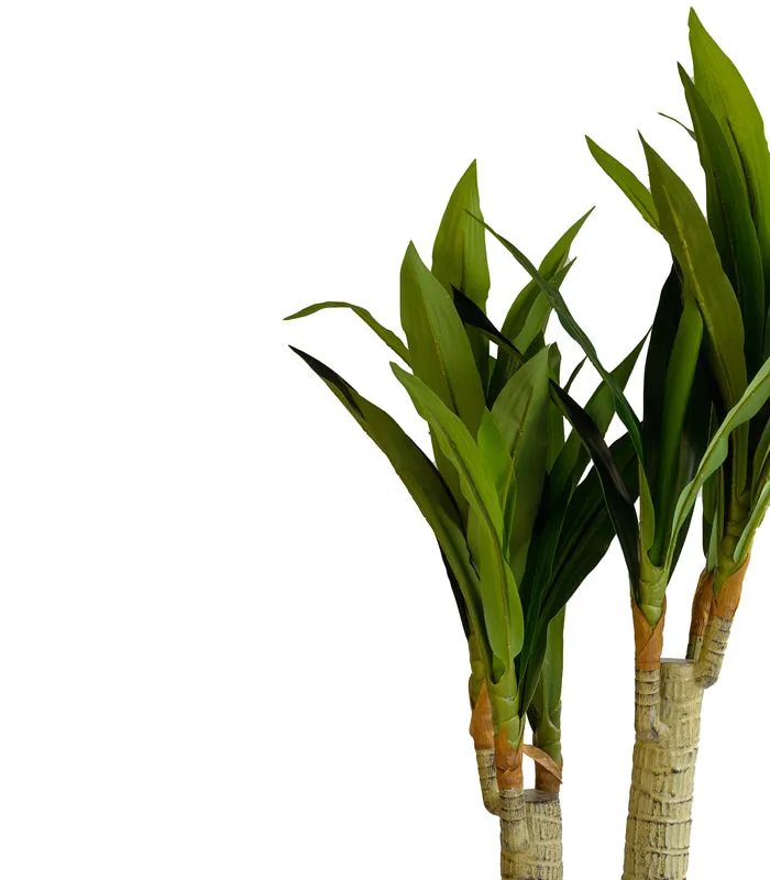 Dracaena fragrans