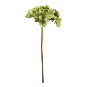 Hydrangea Stem