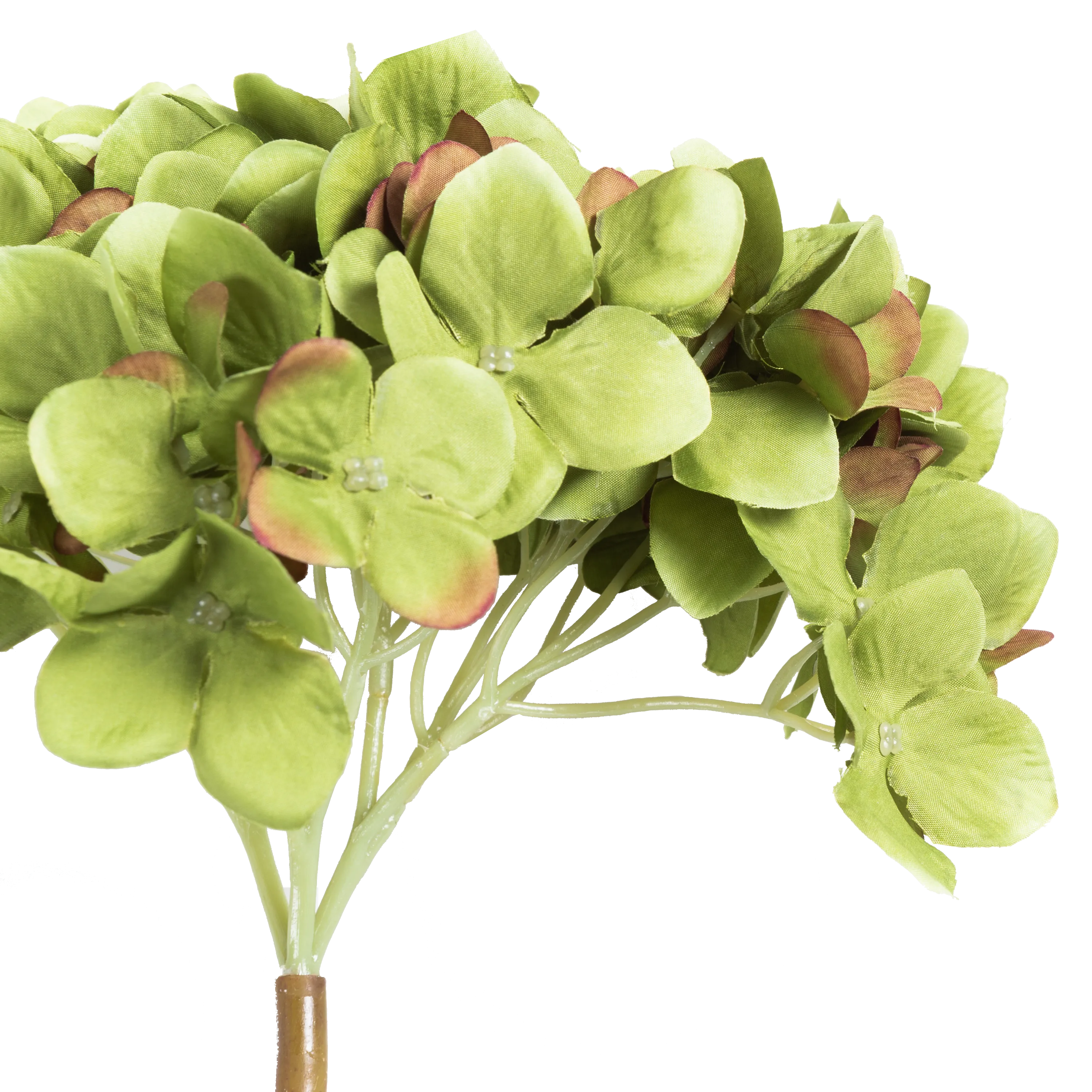 Hydrangea Stem