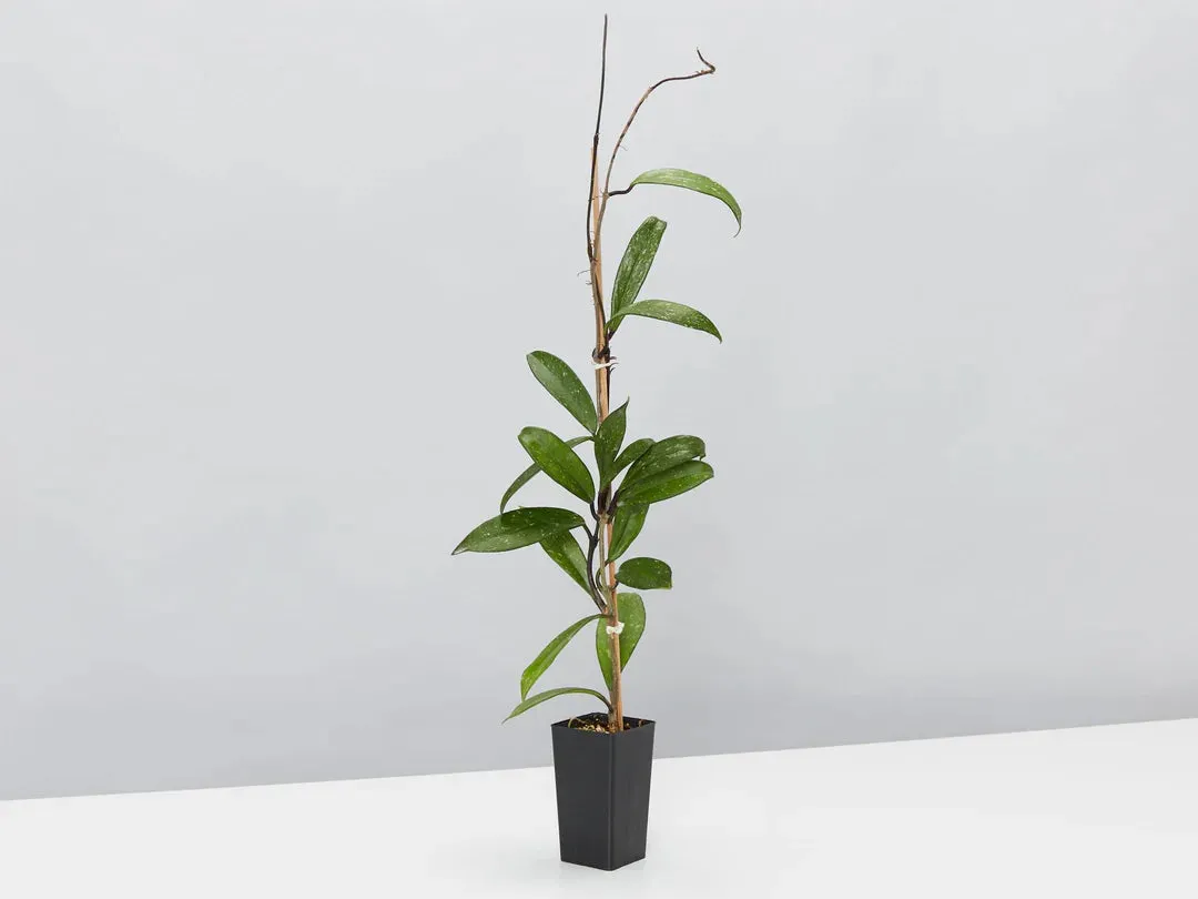 Indoor Hanging Basket Plants