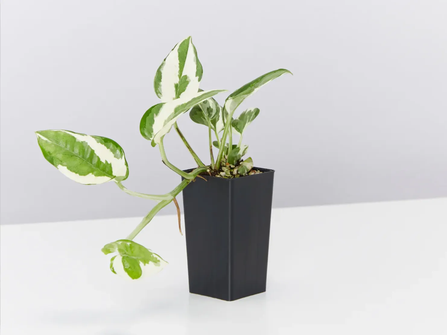 Indoor Hanging Basket Plants