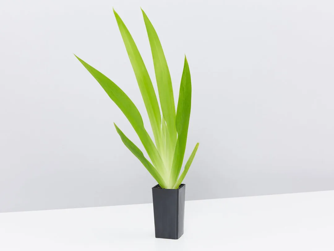 Indoor Hanging Basket Plants