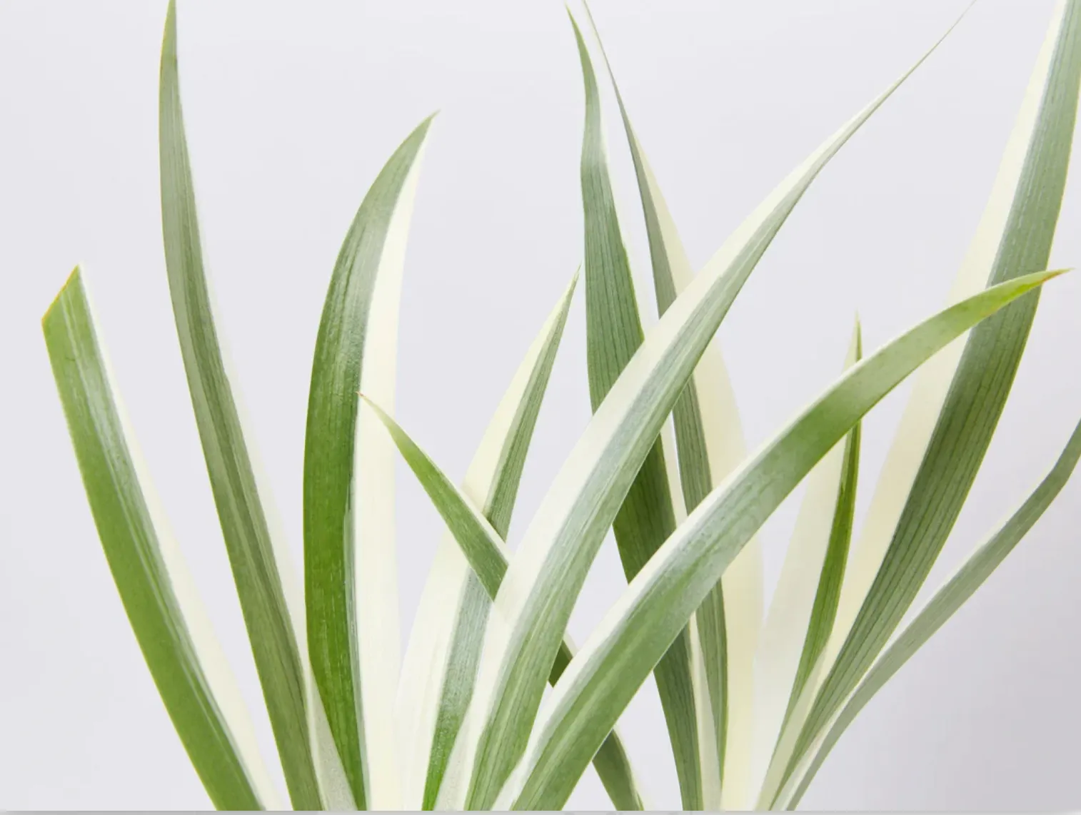 Indoor Hanging Basket Plants