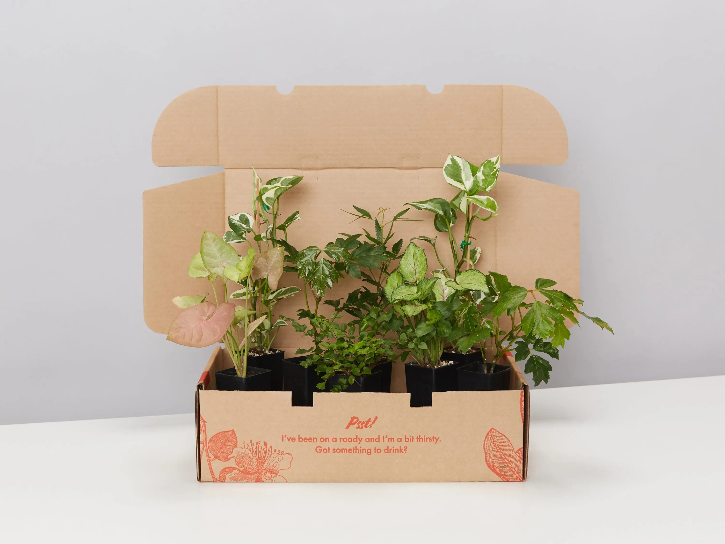 Indoor Hanging Basket Plants