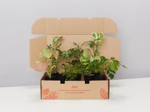 Indoor Hanging Basket Plants