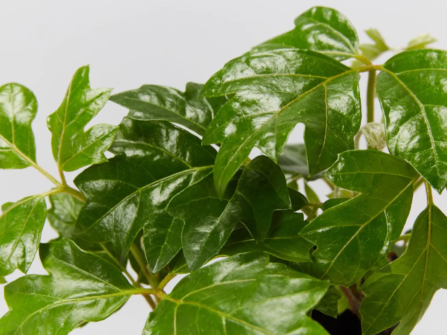 Indoor Hanging Basket Plants