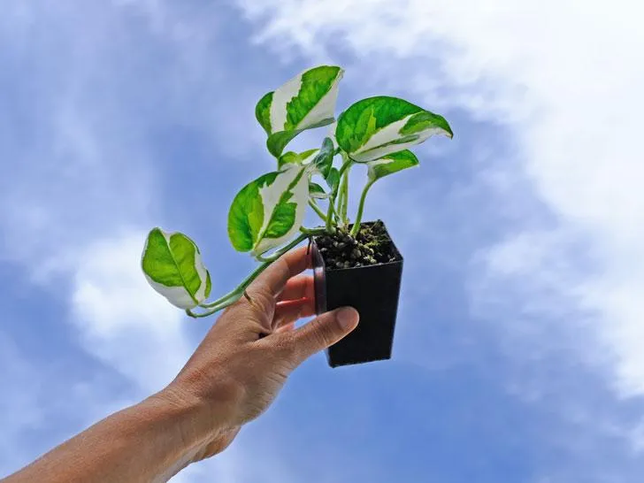 Indoor Hanging Basket Plants