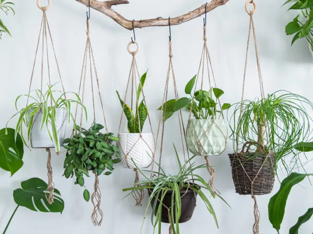 Indoor Hanging Basket Plants
