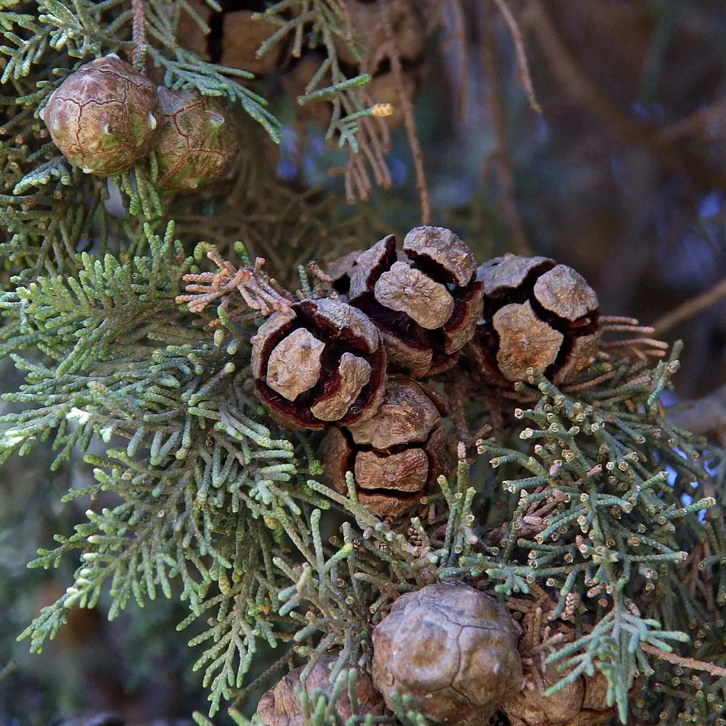 Italian Cypress cones for Crafts 10 Cones Cupressus sempervirens