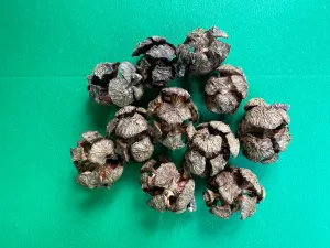 Italian Cypress cones for Crafts 10 Cones Cupressus sempervirens