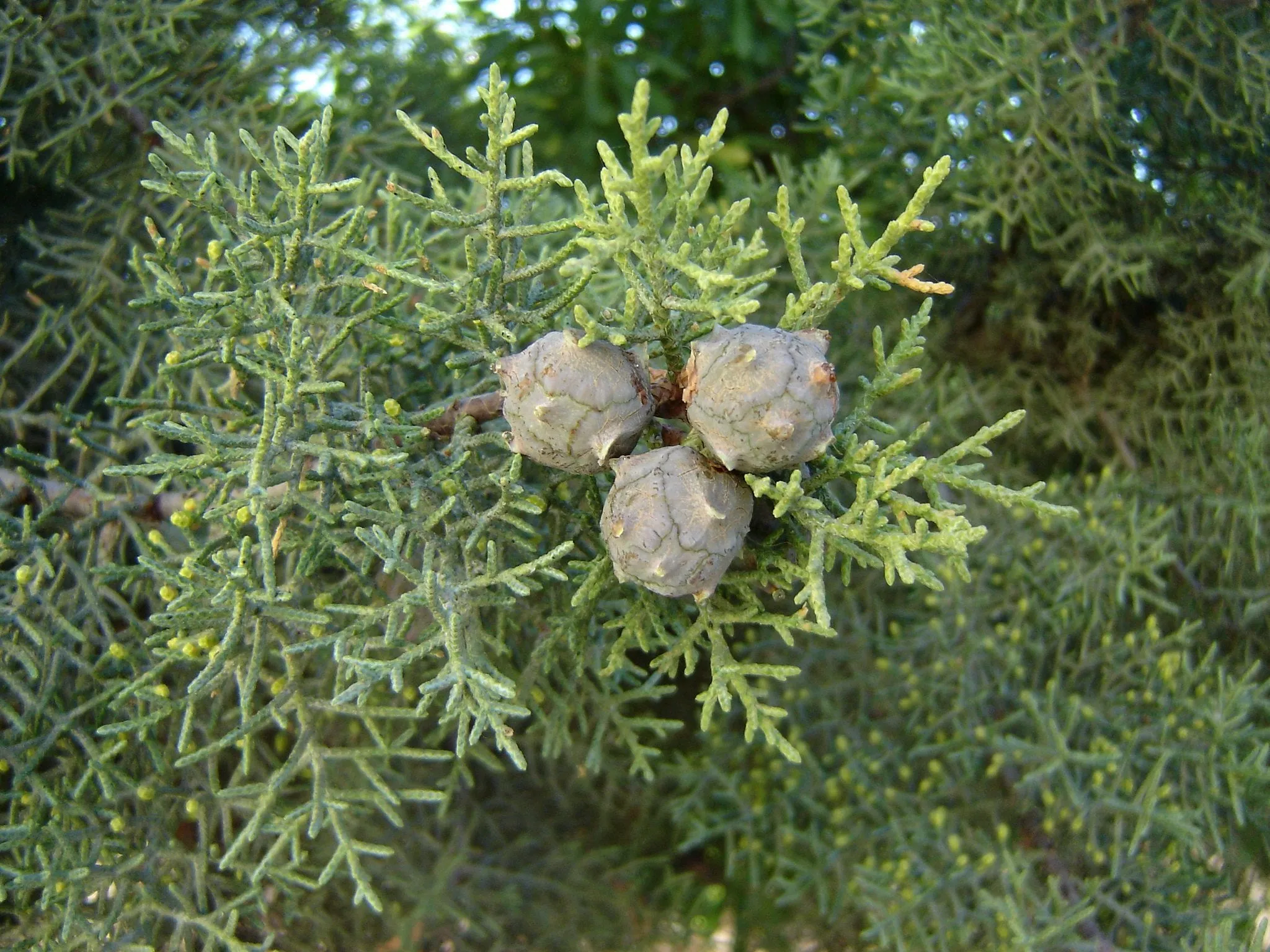 Italian Cypress cones for Crafts 10 Cones Cupressus sempervirens