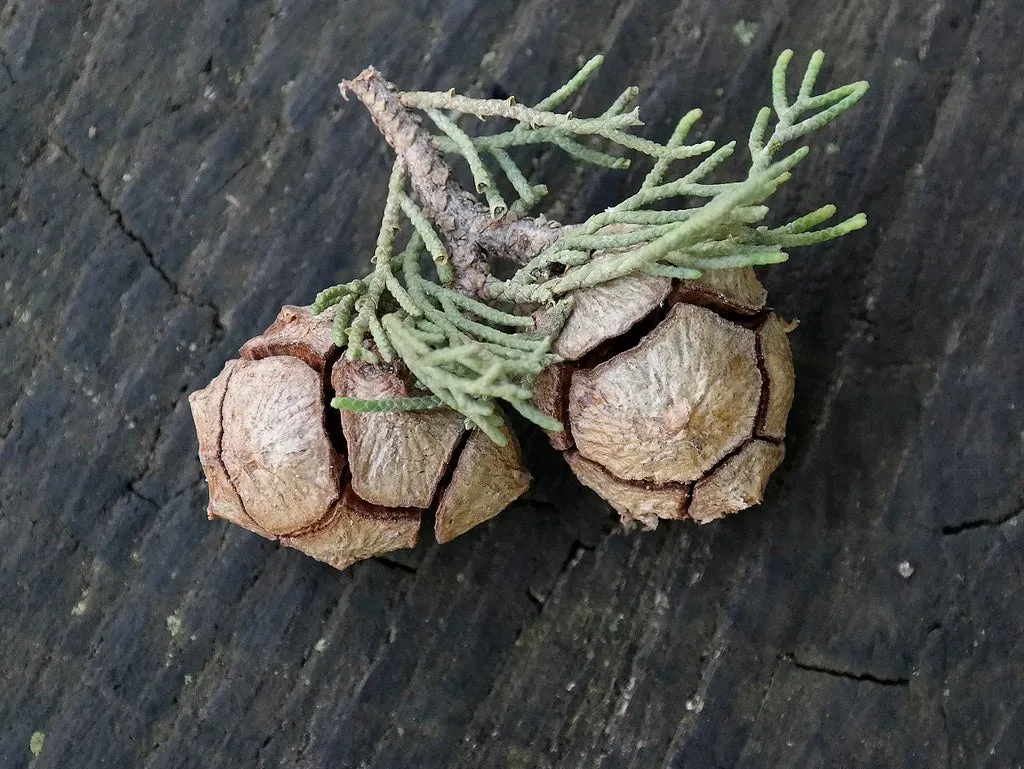 Italian Cypress cones for Crafts 10 Cones Cupressus sempervirens