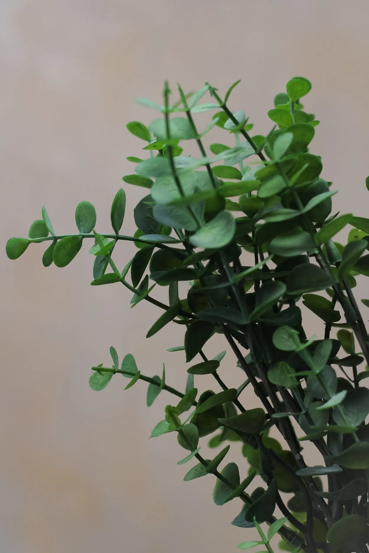 Little Button Eucalyptus Bundle