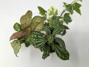 Miniature Foliage Plants
