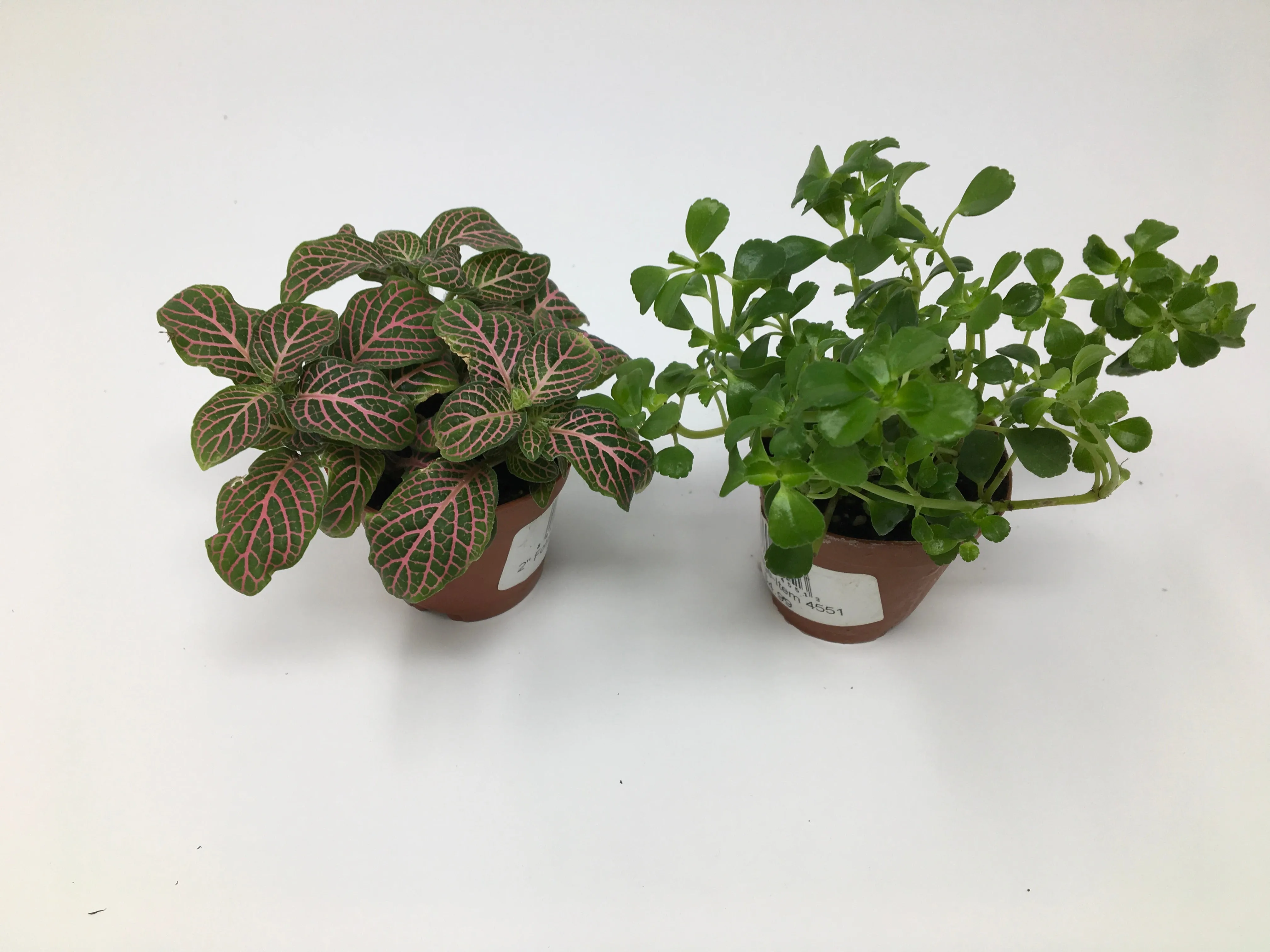 Miniature Foliage Plants