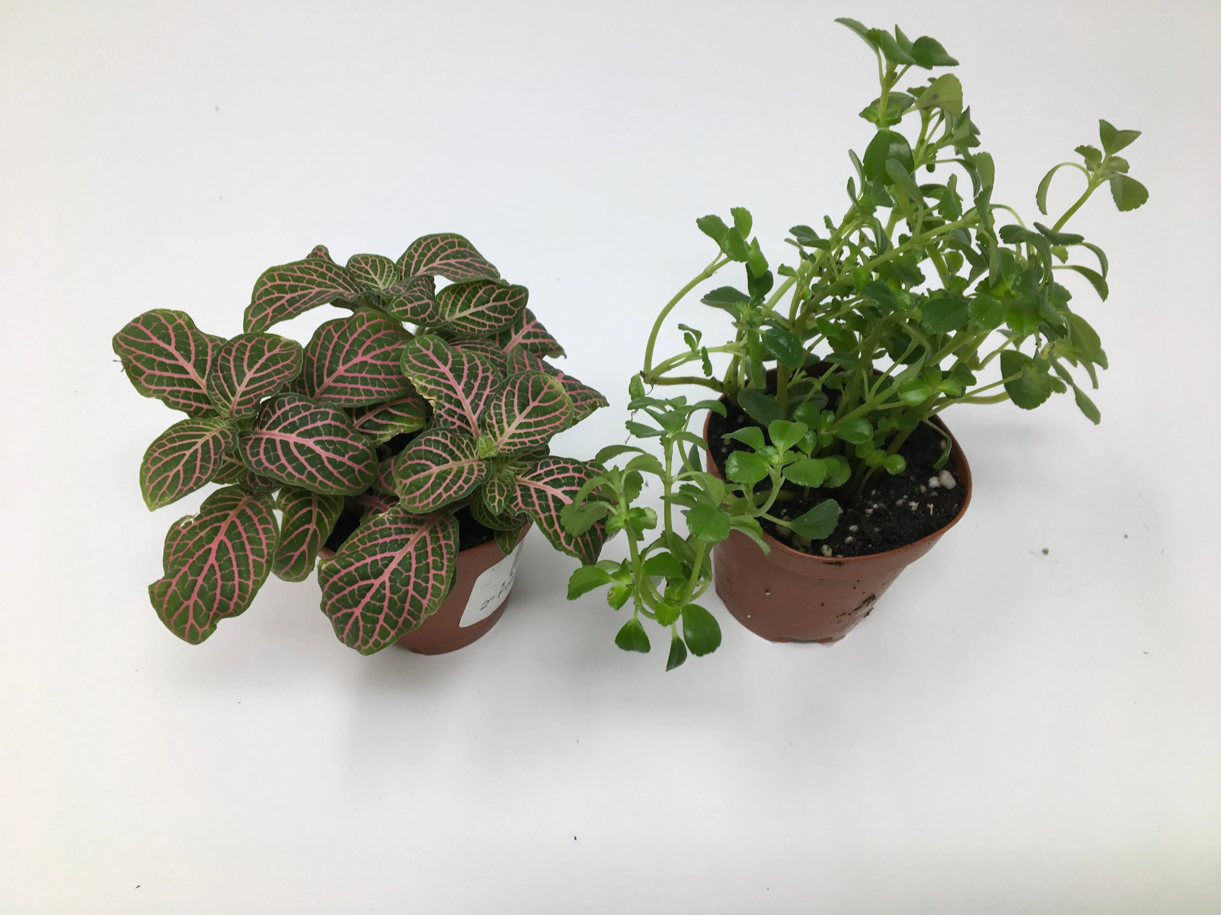 Miniature Foliage Plants