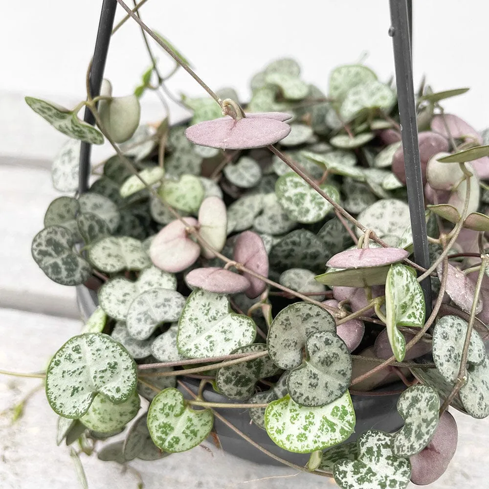 Pet Friendly - Houseplant Bundle