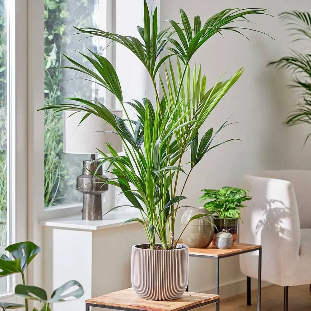 Pet Friendly - Houseplant Bundle