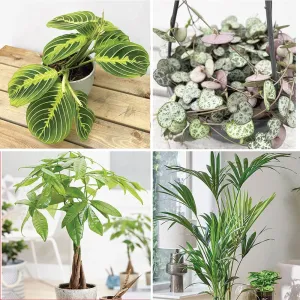 Pet Friendly - Houseplant Bundle