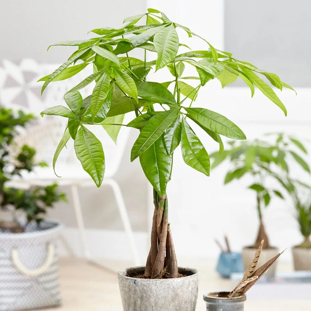 Pet Friendly - Houseplant Bundle