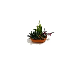 Small Dish Garden with Jungle Foliage
